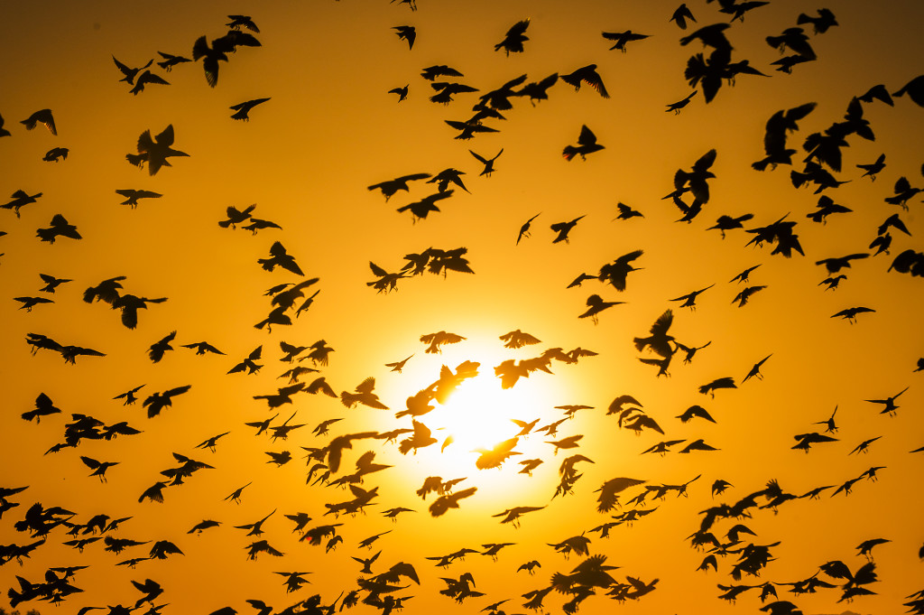 The sun sets behind birds flying over a field in Glendale September 30, 2015.