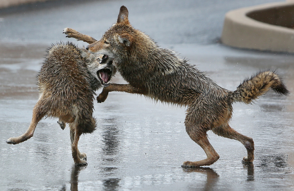 A pair of rain-soaked coyotes spar in the parking lot of the Arizona Daily Star on Saturday, Jan. 31, 2015. Mike Christy / Arizona Daily Star