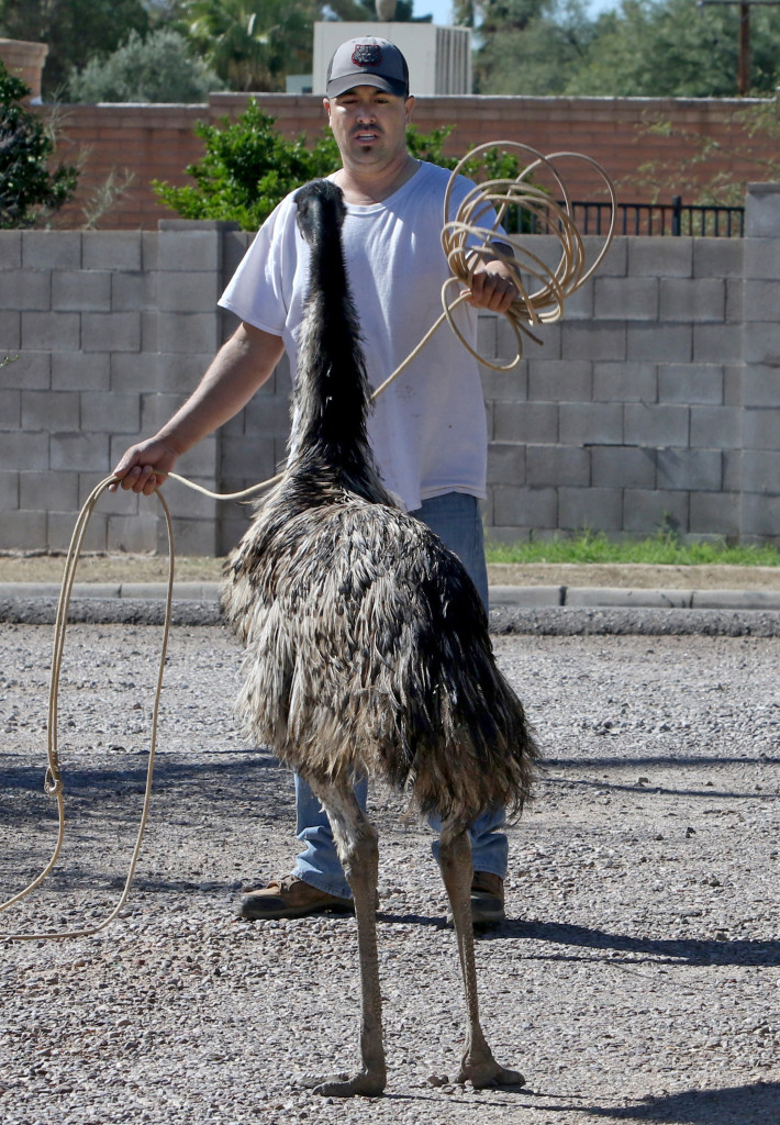 Adrian Figueroa stops a loose emu in its tracks before roping it after it had escaped. Pima County Sheriff Deputies later came in to help corral the emu near South Cardinal and West Irvington Road. The emu was one of several that escaped from a nearby home. All were rescued and returned to the owner. The photo was taken on Thursday, November 5, 2015, in Tucson Ariz. A.E. Araiza/ Arizona Daily Star